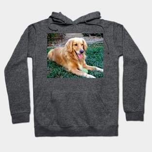 Golden Retriever Dog Logan Hoodie